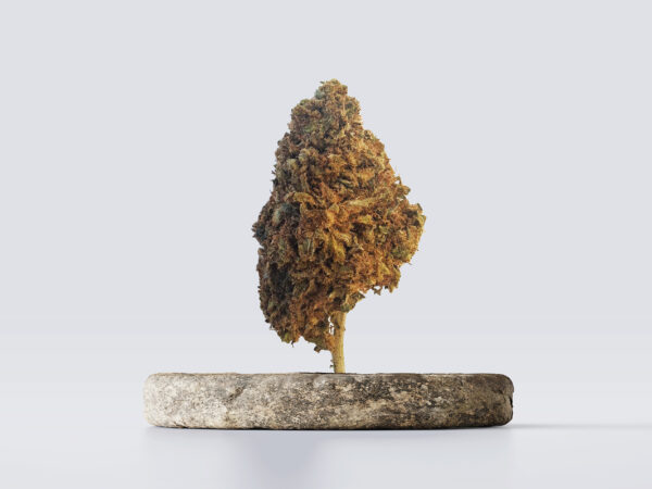 cbd vršički bubblegum