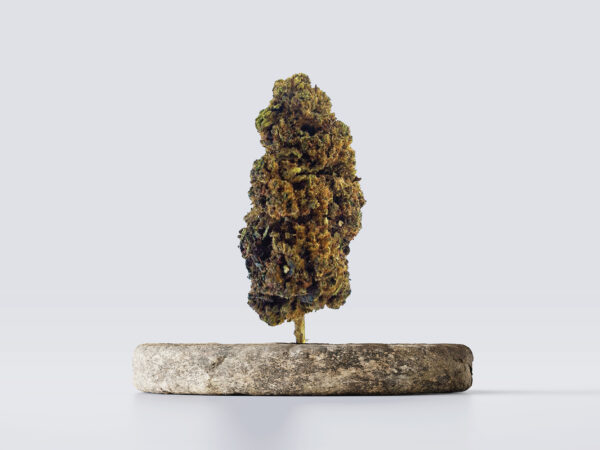 cbd vršički mango