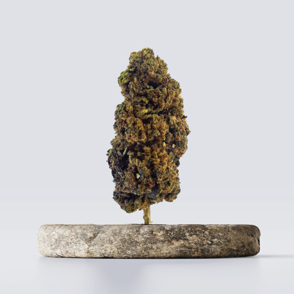 cbd vršički mango