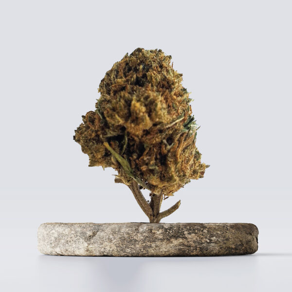 cbd vršički cali haze