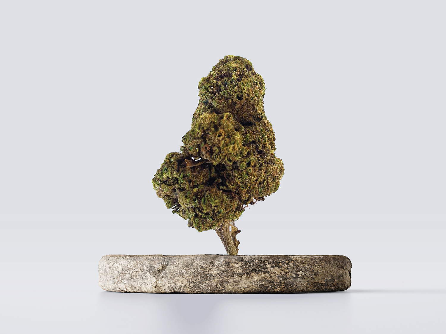 cbd vršički premium