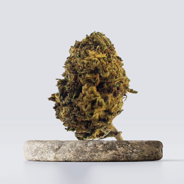 cbd vršički pink lady